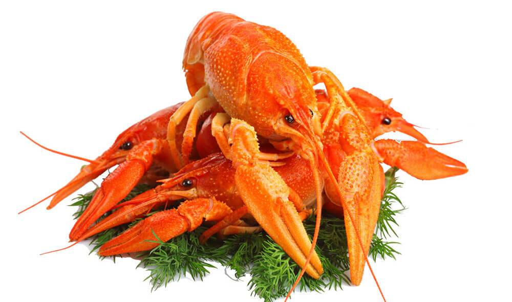 Muscle Love Crop Tank